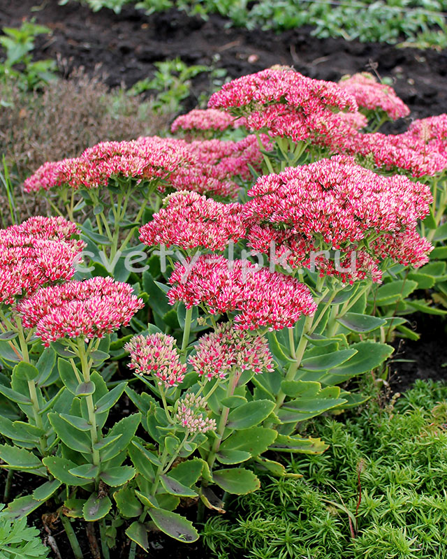 Седум видный (Очиток) 'Карл'