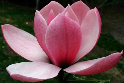 Магнолия 'Роза Мария'