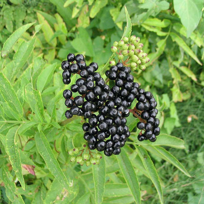 Бузина черная