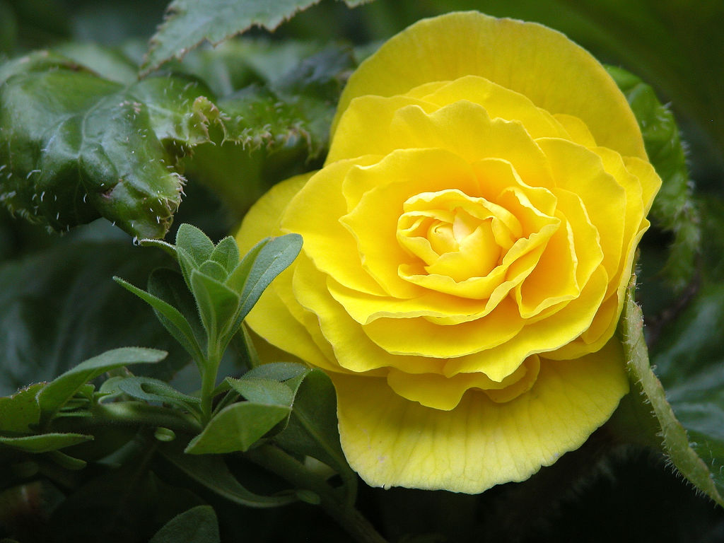 Бегония клубневая "Нонстоп Йеллоу" (желтая)