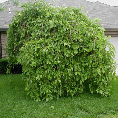 Шелковица белая 'Пендула'