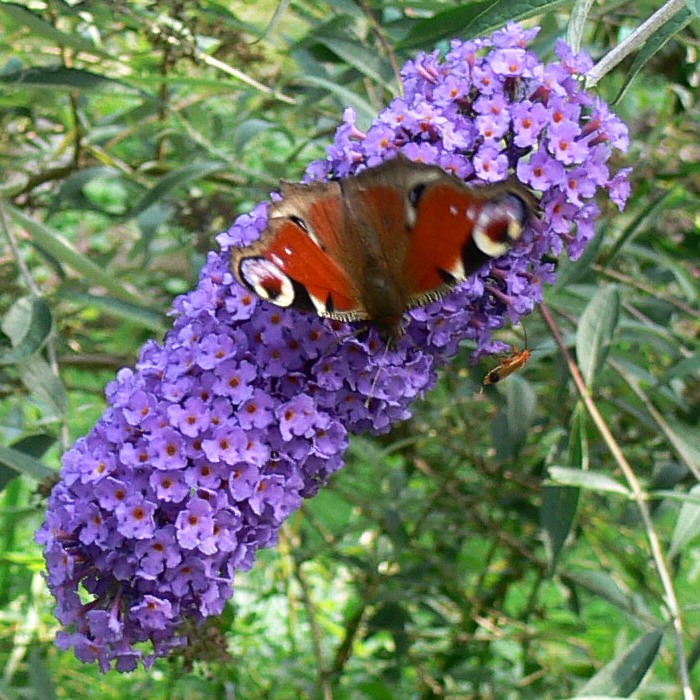 Буддлея Давида 'Нано Блу'