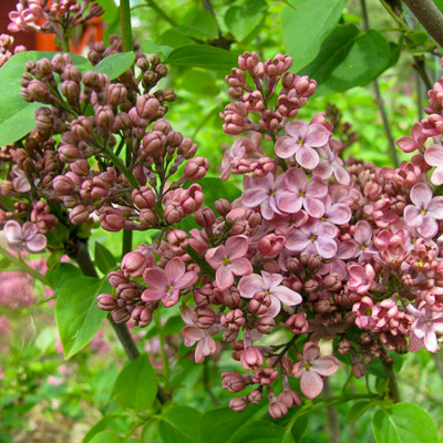 Сирень обыкновенная 'Медовый Спас' (кофейно-розовые)