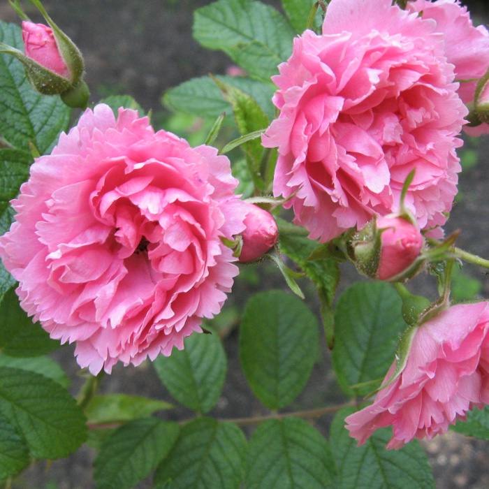 Роза 'Пинк Гротендорст' (парковая) (розовая)