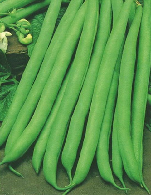 Фасоль 'Нагано'