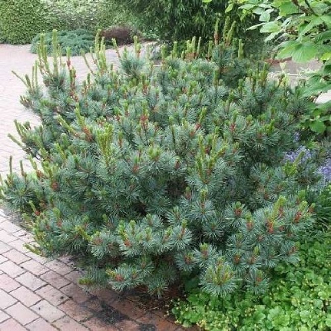 Сосна стланиковая 'Глаука'