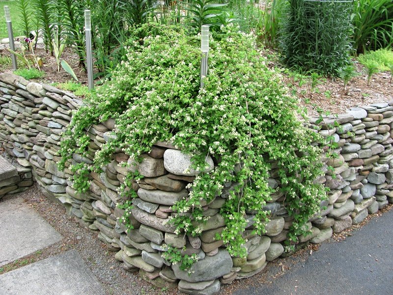 Стефанандра надрезаннолистная 'Танаки'