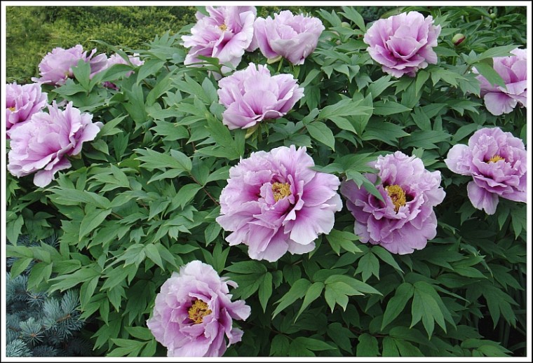 Пион древовидный (лиловый)