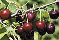 Вишня обыкновенная 'Багряная'