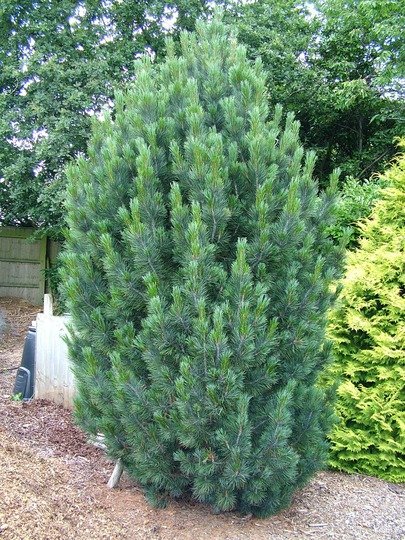 Сосна кедровая европейская 'Компакта Глаука'