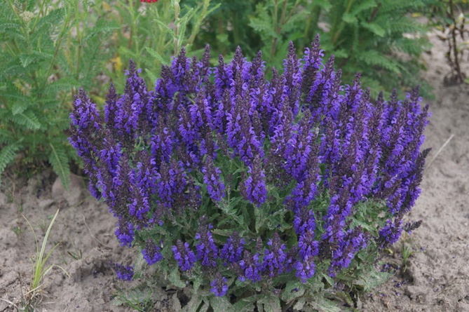 Сальвия дубравная (Шалфей) 'Маркус'