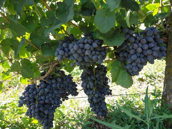 Виноград 'Жемчуг Гала' (синий)