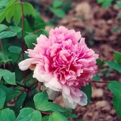 Пион древовидный (розовое серебро и золотая рыбка) 'Йин фен джин ли' (розовый)