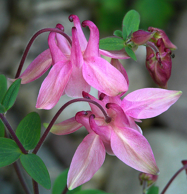 Аквилегия вееровидная 'Камео Роуз-Уайт' (розово-белая)