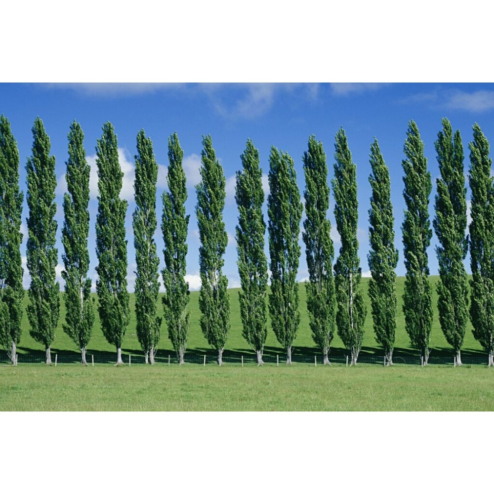 Тополь 'Советский Пирмидальный'