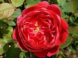 Роза 'Бенджамин Бриттен' (английская) (красная)