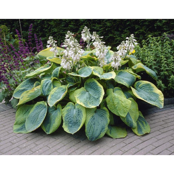 Хоста гибридная (вздутая, волнистая) 'Самурай'