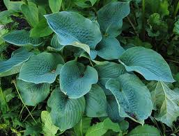 Хоста Зибольда