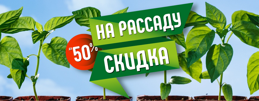 Скидка на рассаду!