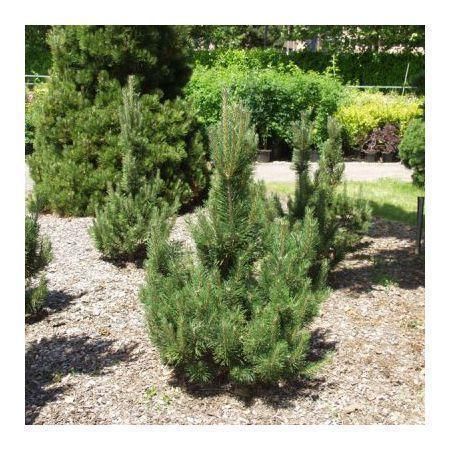 Сосна горная 'Риги'