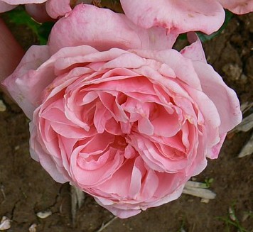 Роза 'Октавия Хилл' (шраб) (розовая)