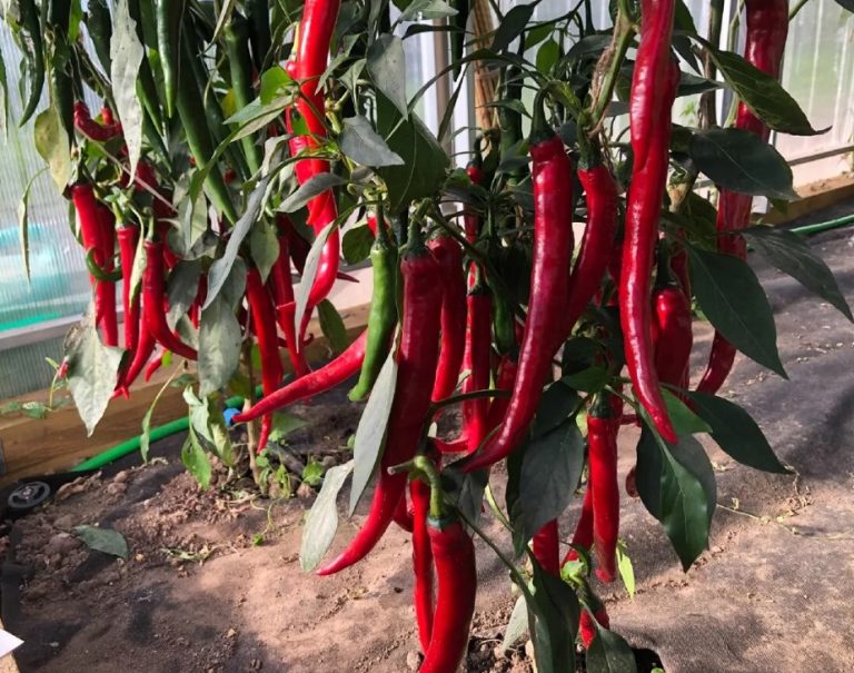 Перец 'Спаньола' (острый)