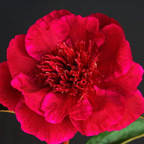 Пион молочноцветковый 'Хари-Ай-Нин' (красный)