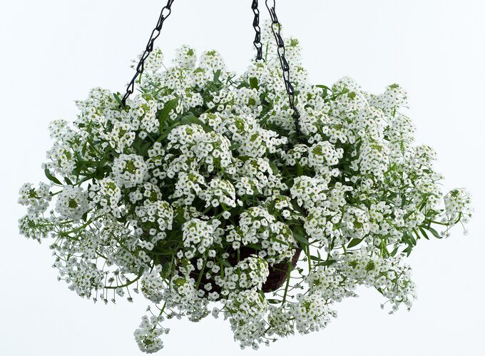 Алиссум морской (Лобулярия) 'Клие Кристалс Уайт'