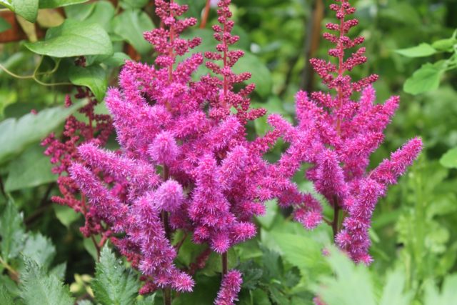 Астильба китайская