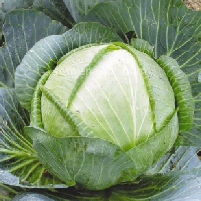 Капуста белокочанная 'Арктика'
