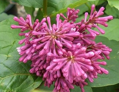 Сирень Престон 'Редвайн' (розово - фиолетовая)