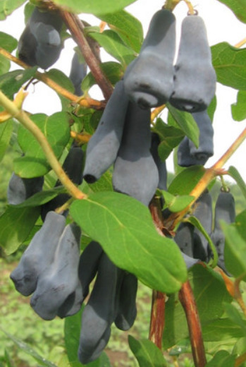 Жимолость съедобная 'Дочь Великана'