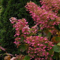 Гортензия метельчатая 'Энджел Блаш'