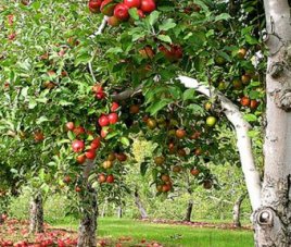 Полезные советы Плодовые деревья в дизайне сада