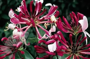 Жимолость вьющаяся 'Серотина'