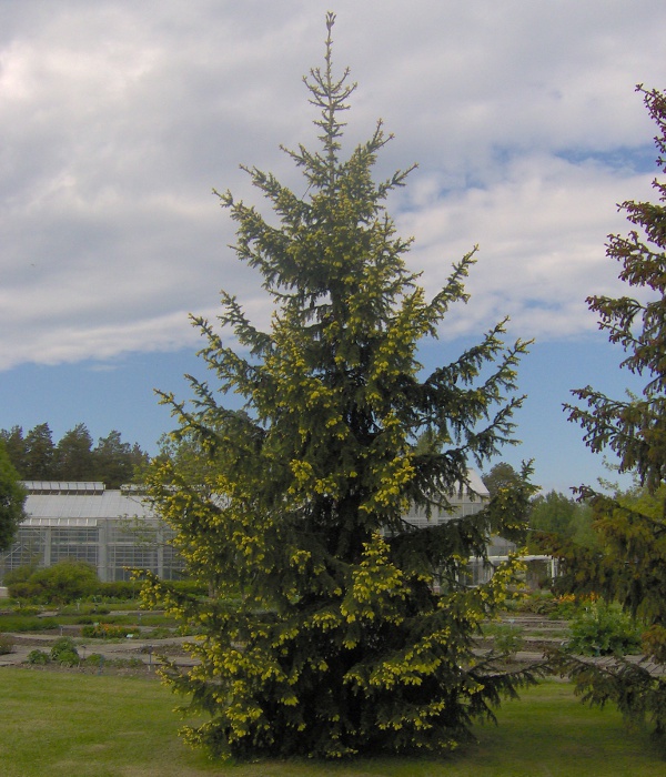 Ель колючая 'Ауреа'