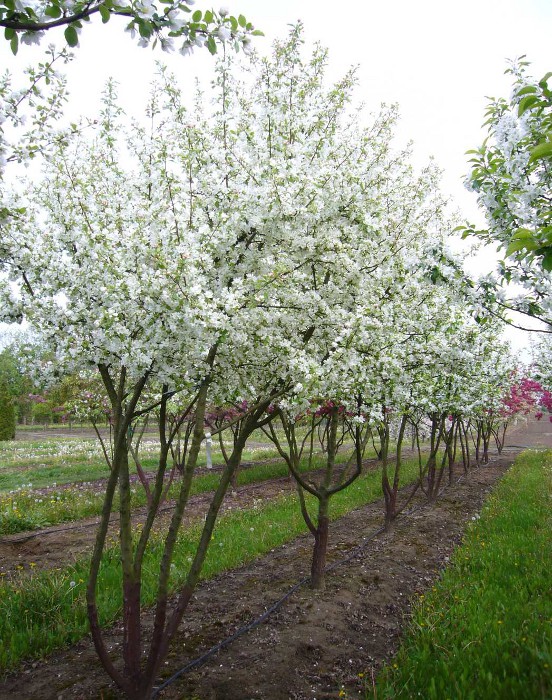 Яблоня декоративная Саржента