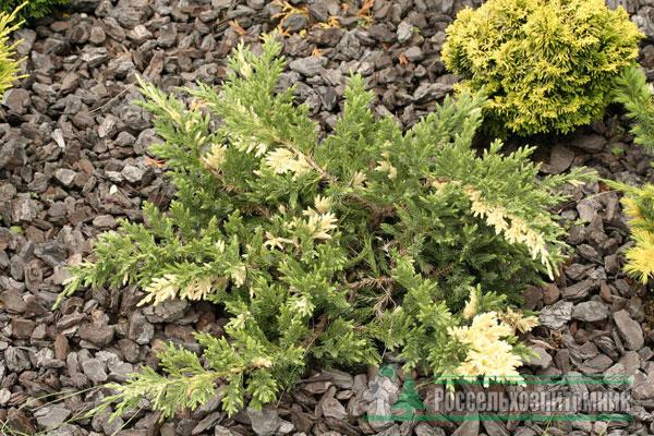 Можжевельник китайский 'Экспанса Вариегата'