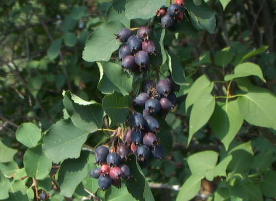 Ирга обыкновенная