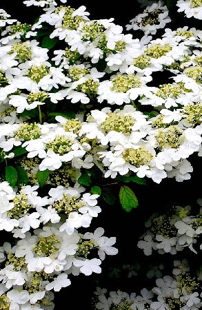 Калина складчатая 'Ватанабе'