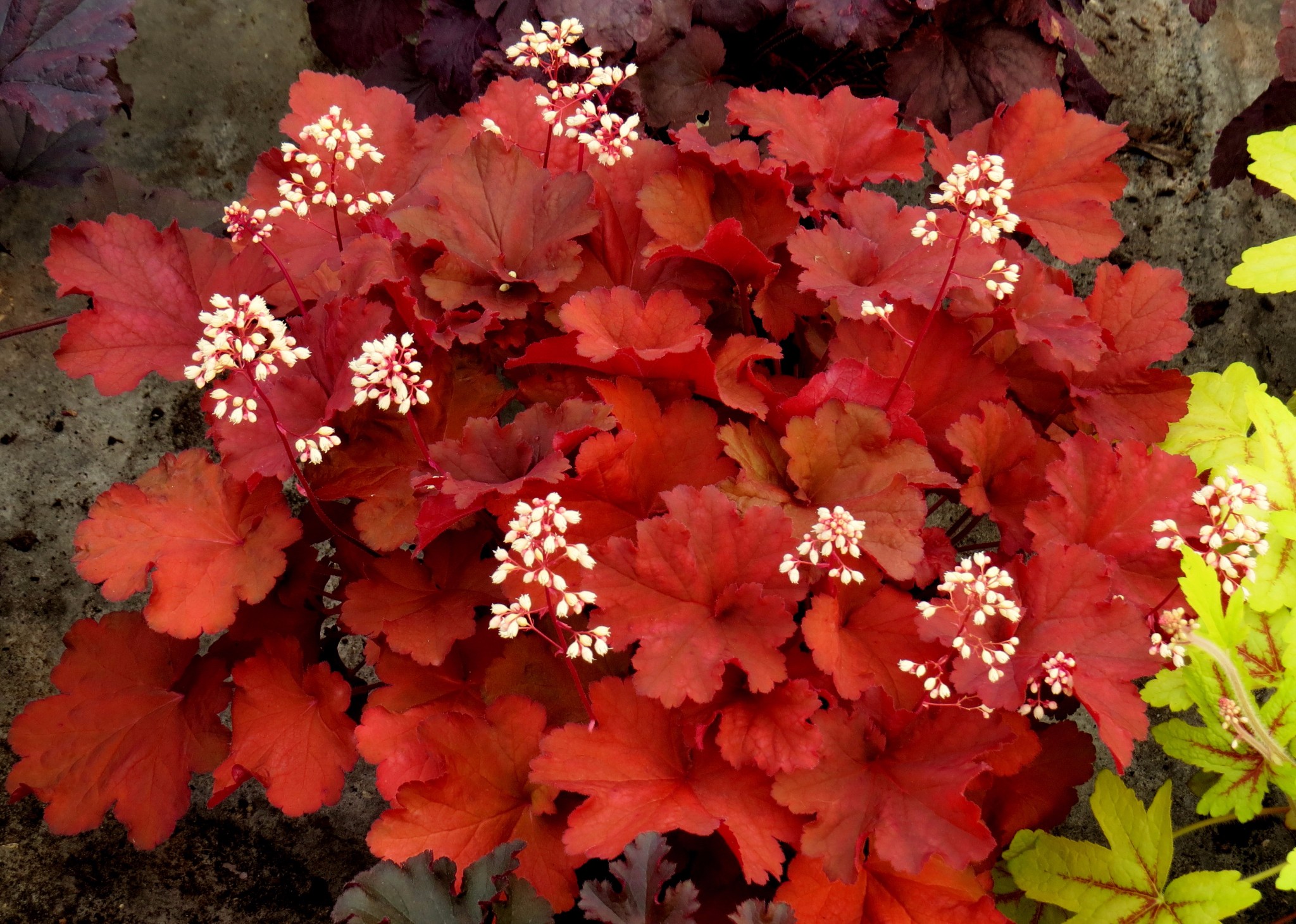 Гейхера гибридная 'Рио'