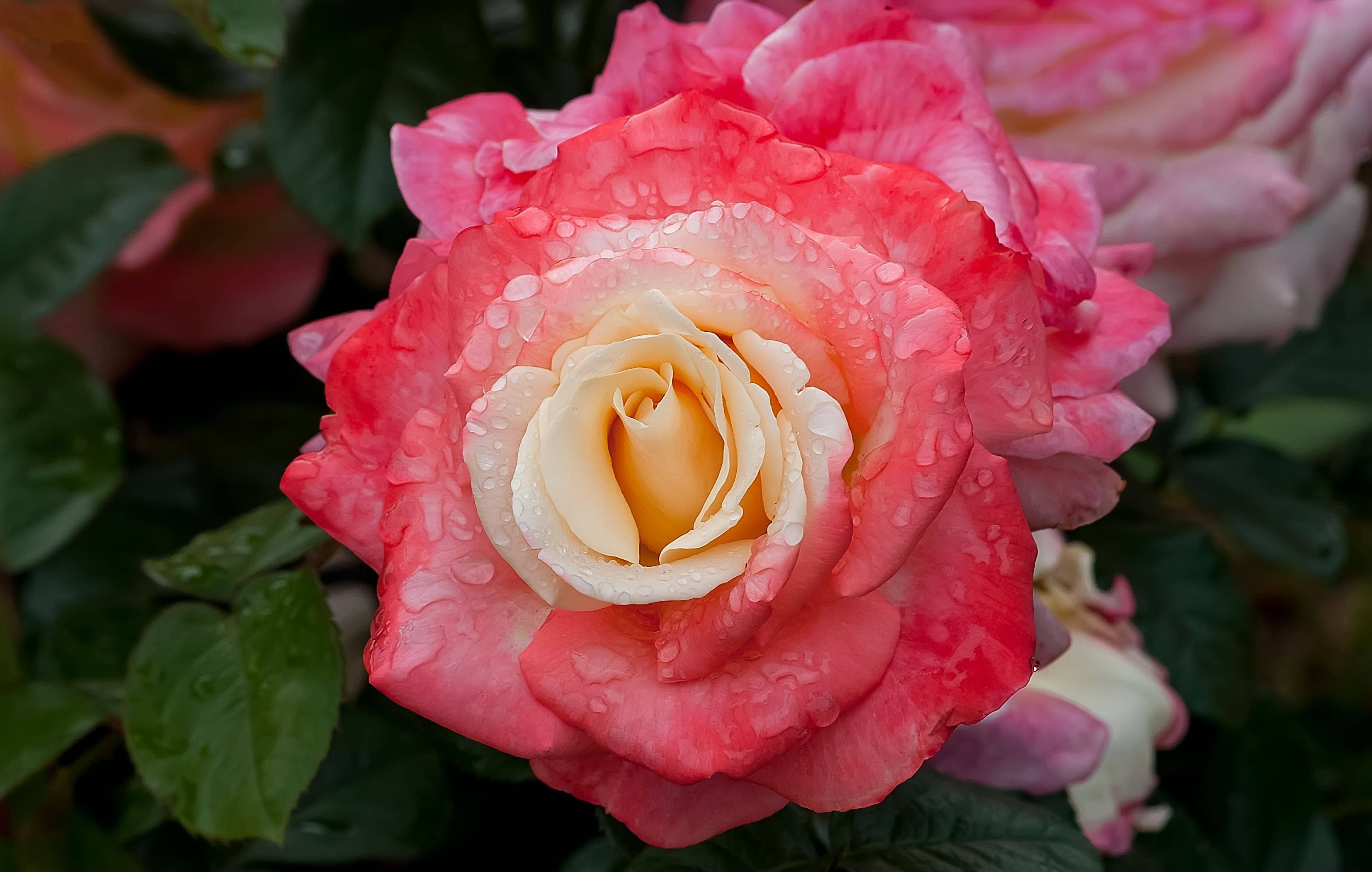 Роза 'Фиджи' (чайно-гибридная) ( желто-красная)