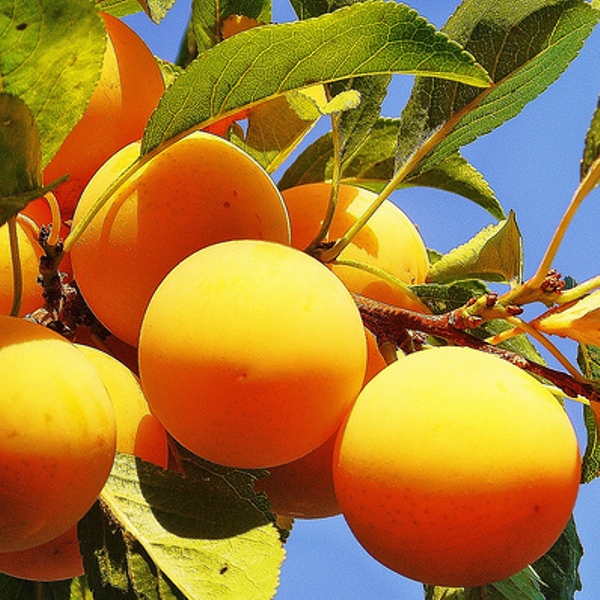 Алыча 'Царская' (Желтая) 