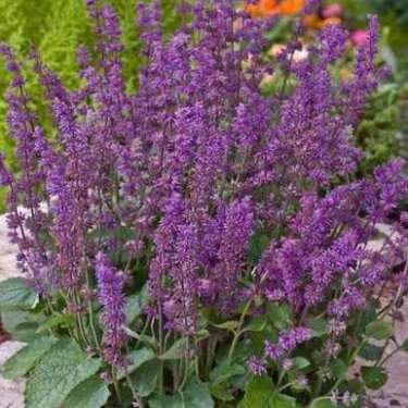 Сальвия мутовчатая (Шалфей) 'Эндлес Лав'