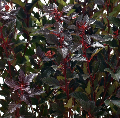 Пузыреплодник калинолистный 'Литл Джокер'