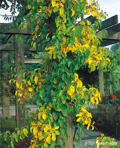 Древогубец круглолистный 'Геркулес'