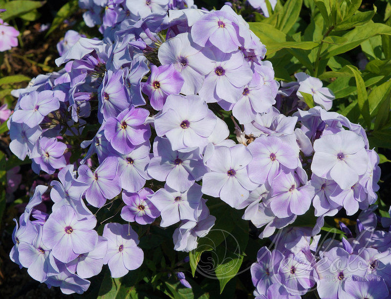 Флокс метельчатый 'Сиреневый Туман'