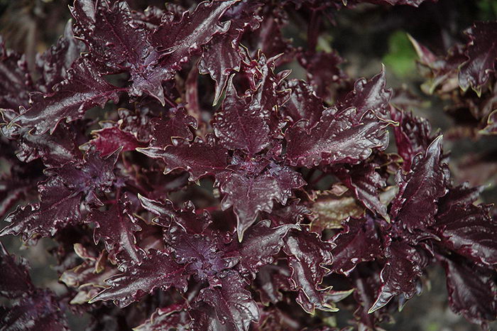 Базилик 'Пепл Раффлс'