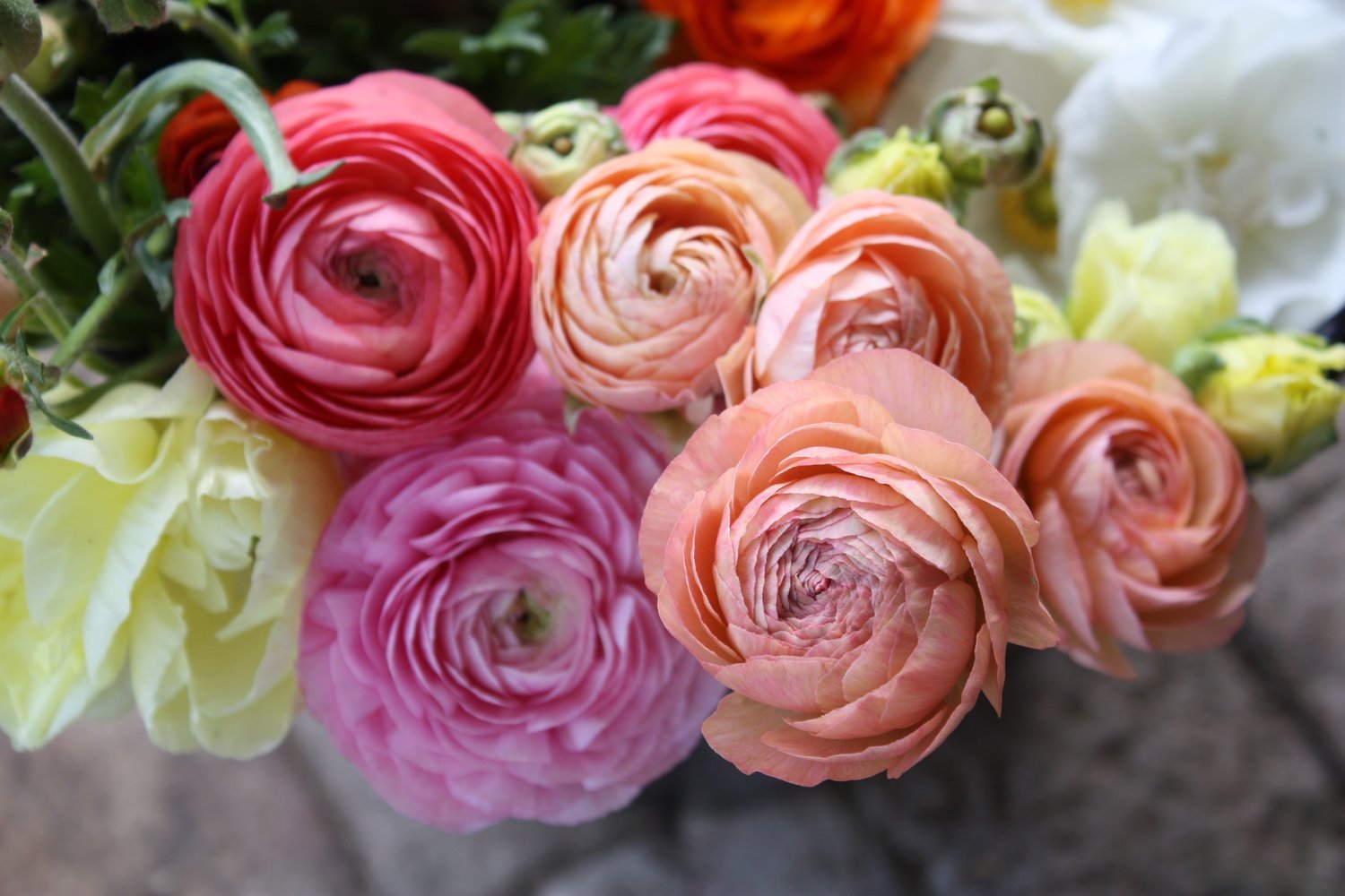 Многолетник Корневище Ранункулус