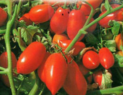 Томат 'Фенси'